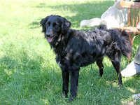 Puppys van Bliss040622-0191